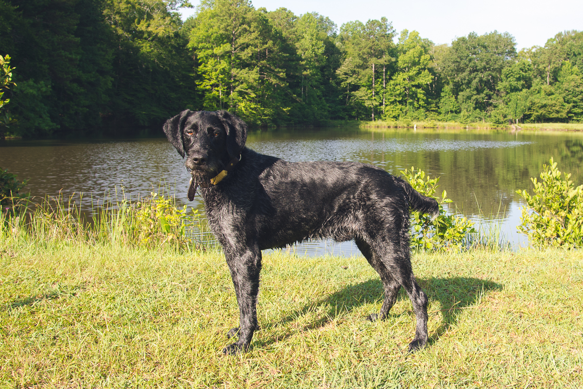 Apache “Sam” vom Chulavista Berg (Sire: A2 Litter)