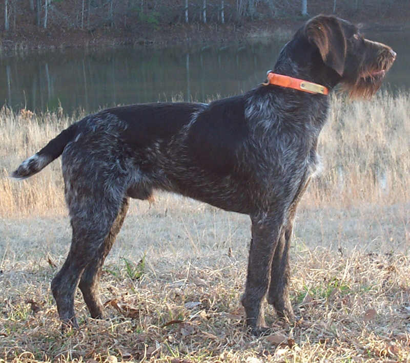 Hoss “Jäger” vom Moorehaus (Sire: O Litter)