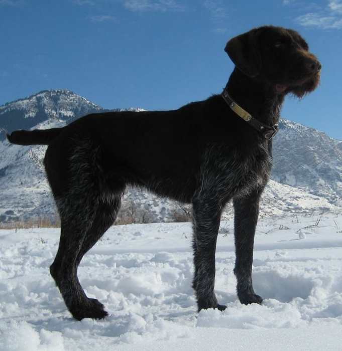 Eddo vom Felsengebirge (Sire: T, V Litters)
