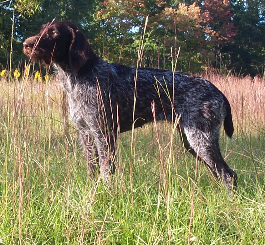 lulu1 | Moorehaus Deutsch Drahthaar. Versatile Hunting Dogs, Forrest ...