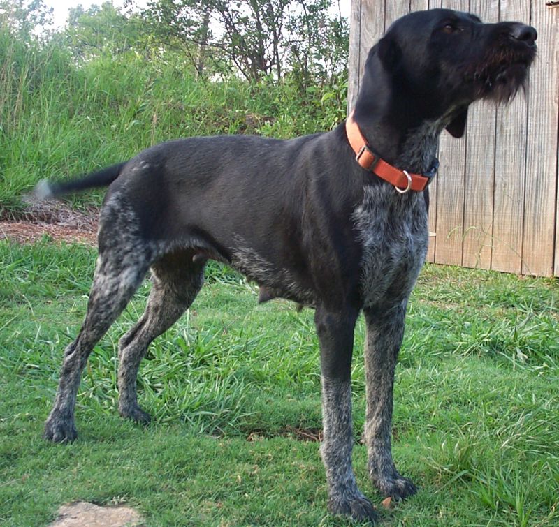 Minka vom Moorehaus (Q Litter)