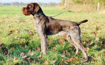 Fredi vom Muldestausee (Sire: C2 Litter)