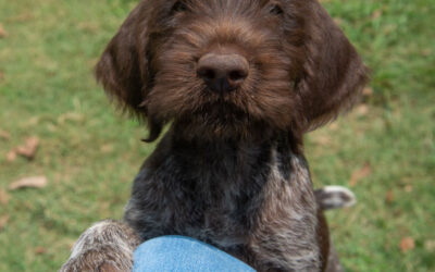 “D2” vom Moorehaus